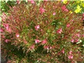 gaura